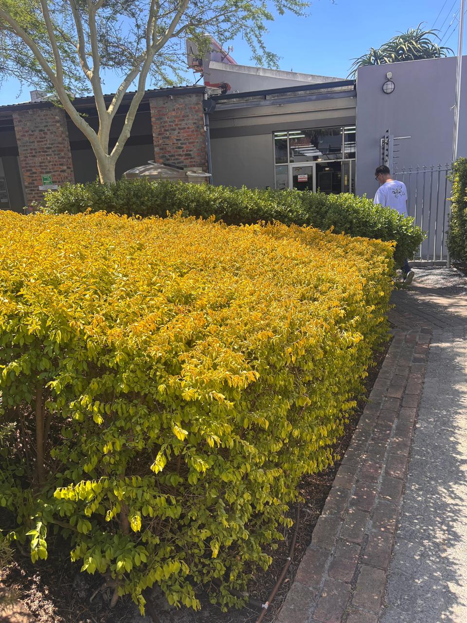 Vibrant golden hedge at commercial entrance, Cape Town