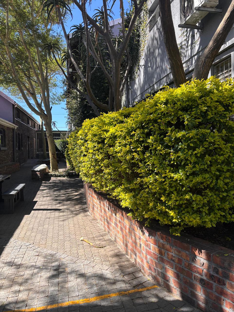 Hedge wall maintained along street, Cape Town