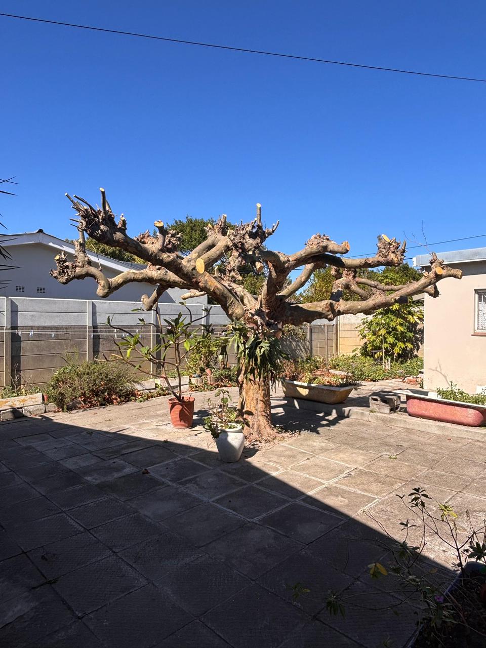 Pruned tree in residential courtyard with paving, Cape Town